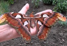 A borboleta Attacus Atlas, um dos maiores insetos do mundo