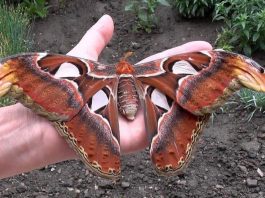 A borboleta Attacus Atlas, um dos maiores insetos do mundo