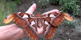 A borboleta Attacus Atlas, um dos maiores insetos do mundo