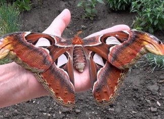 A borboleta Attacus Atlas, um dos maiores insetos do mundo