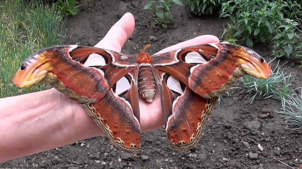 A borboleta Attacus Atlas, um dos maiores insetos do mundo