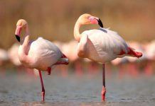 Por que os flamingos ficam em uma perna só