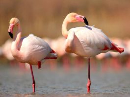 Por que os flamingos ficam em uma perna só