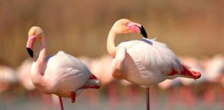 Por que os flamingos ficam em uma perna só