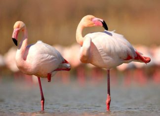 Por que os flamingos ficam em uma perna só
