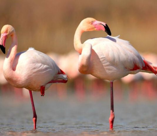 Por que os flamingos ficam em uma perna só