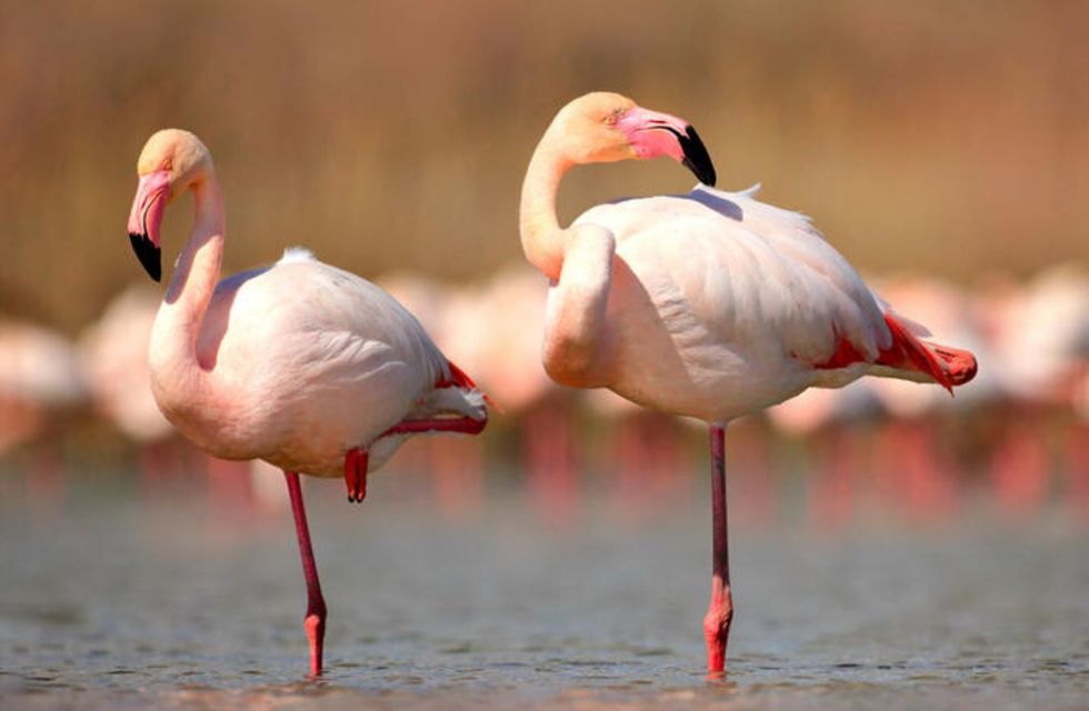 Por que os flamingos ficam em uma perna só